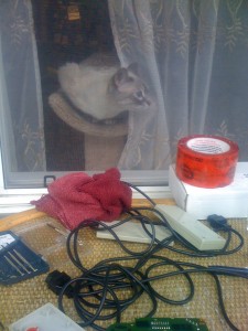Cat looking on while we repair a NES